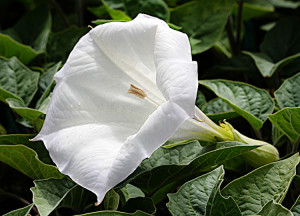 অবহেলিত বুনো ফুল ধুতুরা