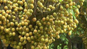 লটকনের যত পুষ্টিগুণ ও উপকারিতা (ভিডিও)