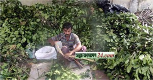 কাঁঠাল পাতা বিক্রি করে স্বাবলম্বী শতাধিক পরিবার