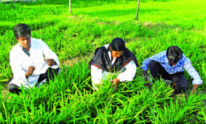 Natural growth promoter for safe animal protein