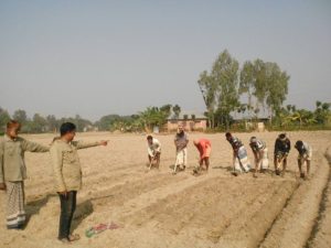আলু রোপণে ব্যস্ত তানোরের কৃষকরা