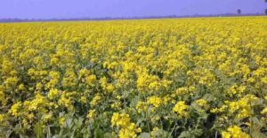 মাঠ জুড়ে সরিষা ফুলের সমারোহ