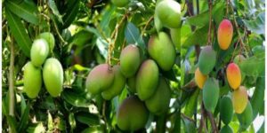 বছরে তিনবার ফল দেবে বারি-১১ জাতের বারমাসি আম