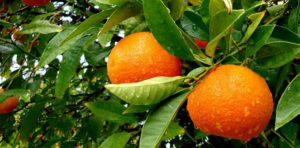 নাটোরে মাল্টা চাষে কৃষকের ভাগ্য বদল