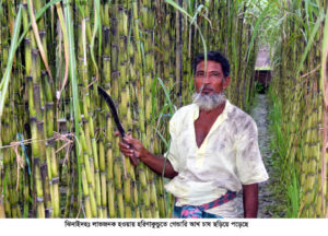 গেন্ডারি আখ এখন লাভজনক চাষ হরিনাকুন্ডুর এলাকায়