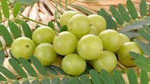 ১ কেজি আমলকির দাম ১০০০ টাকা