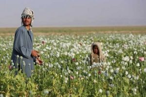 আফিম চাষে ঝুঁকছে আফগানরা