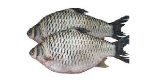 রাজপুঁটি মাছ চাষের পদ্ধতি