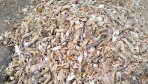 নিধন করা হচ্ছে কোটি টাকার লবস্টার