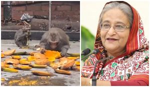 hasina