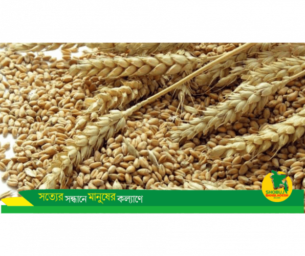 বাংলাদেশে কৃষিতে দানা শস্যের বর্তমান অবস্থা