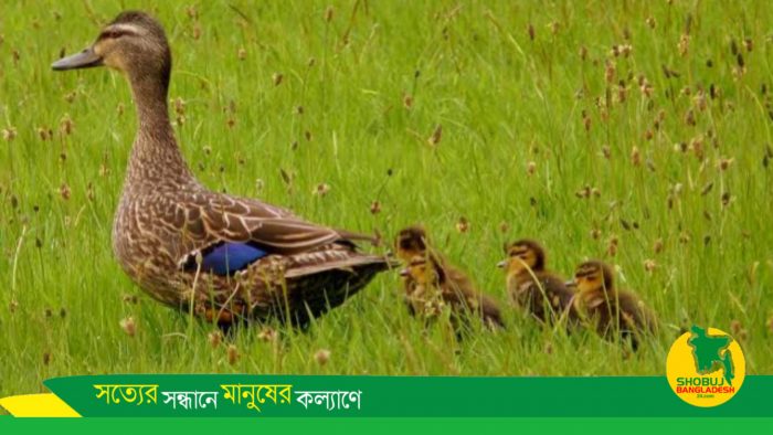 বাচ্চা হাঁস কেন মায়ের পেছনে সারি বেধে চলে