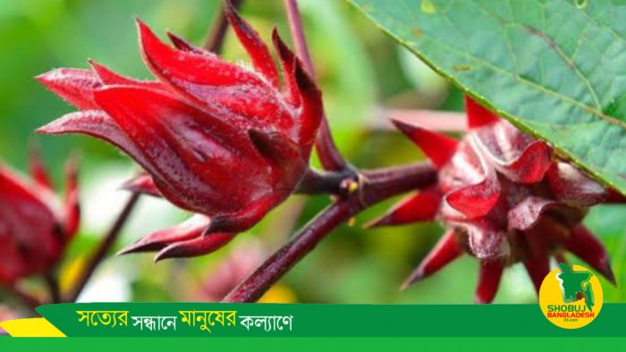 বাংলাদেশে রোজেলা ফল চাষের সম্ভাবনা