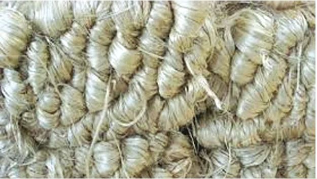 পাট উৎপাদনে শীর্ষে বাংলাদেশ